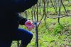 Felco 17 balkezes metszőolló