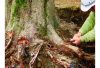 Silky Gomtaro 240-8 Root fűrész