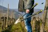 Alpen Weisshorn 280 ágvágó olló 80 cm